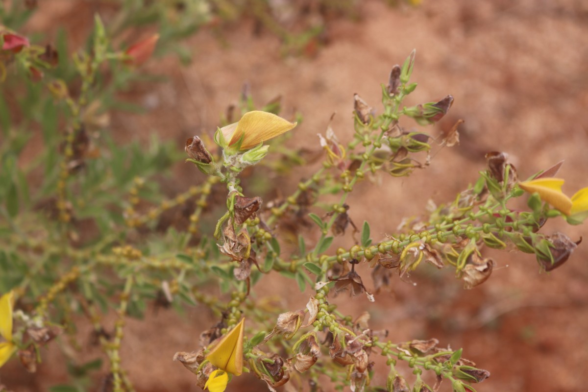 Crotalaria lunulata B.Heyne ex Wight & Arn.